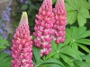 Lupin